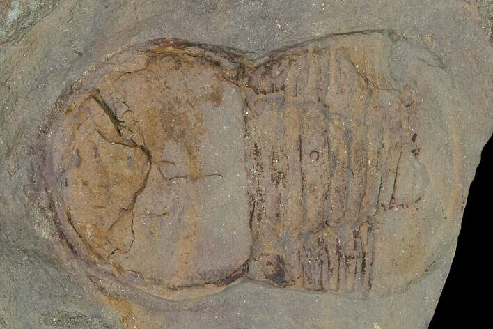 Pelagic Trilobite (Cyclopyge) Fossil - Huge Example #140524